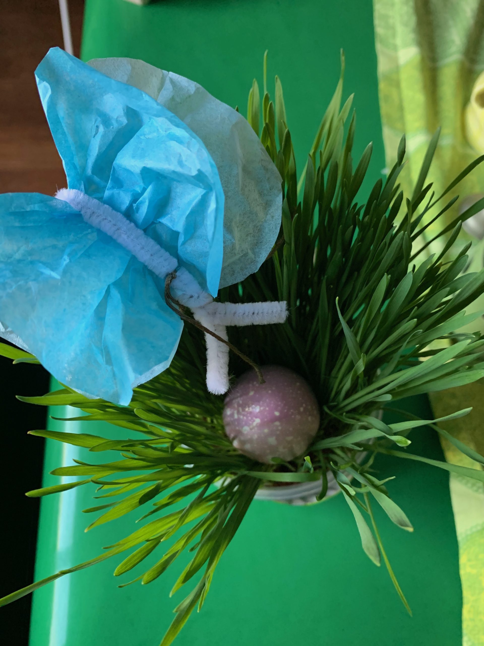 gras_egg_butterfly